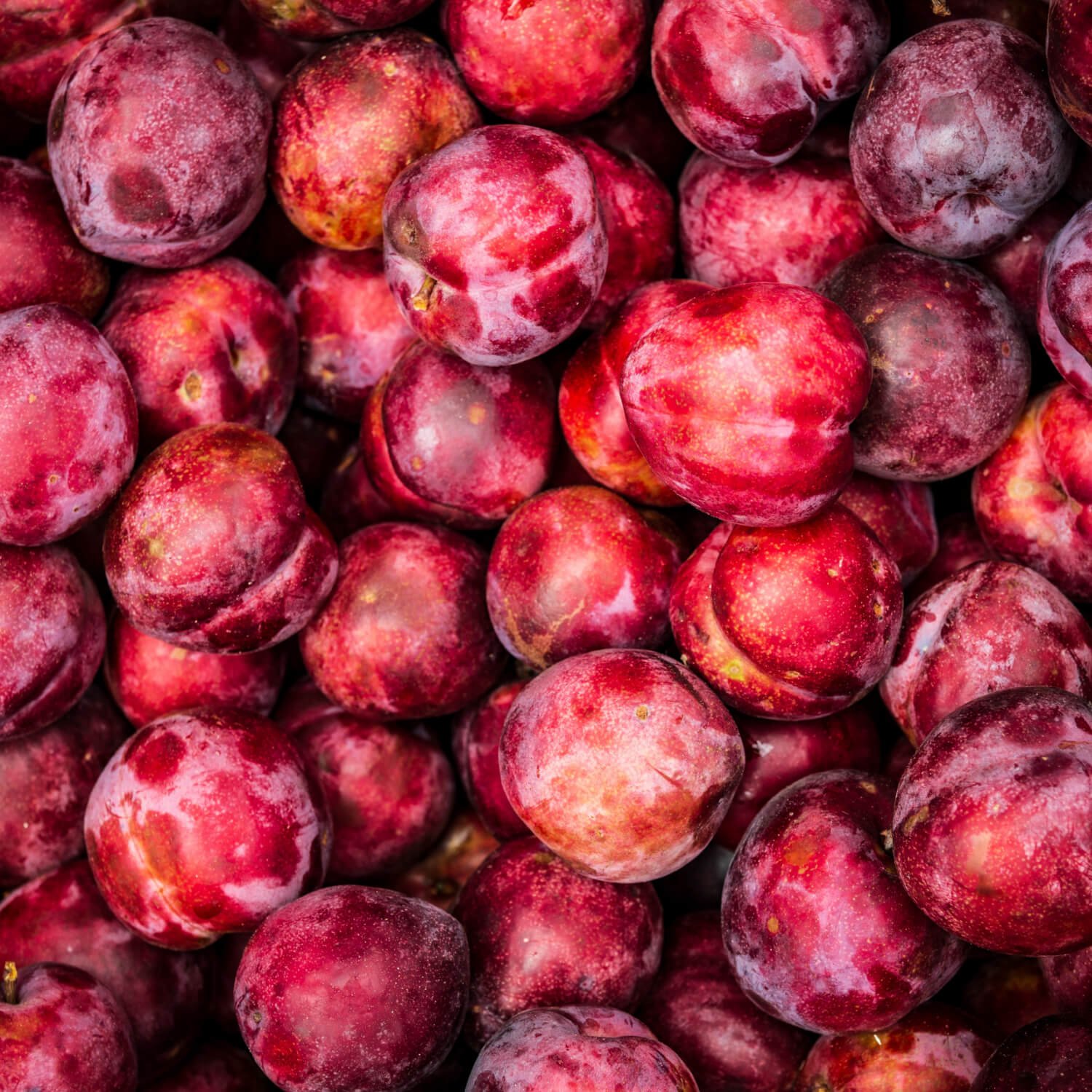 Cultivos de Ciruelas de Alta Calidad
