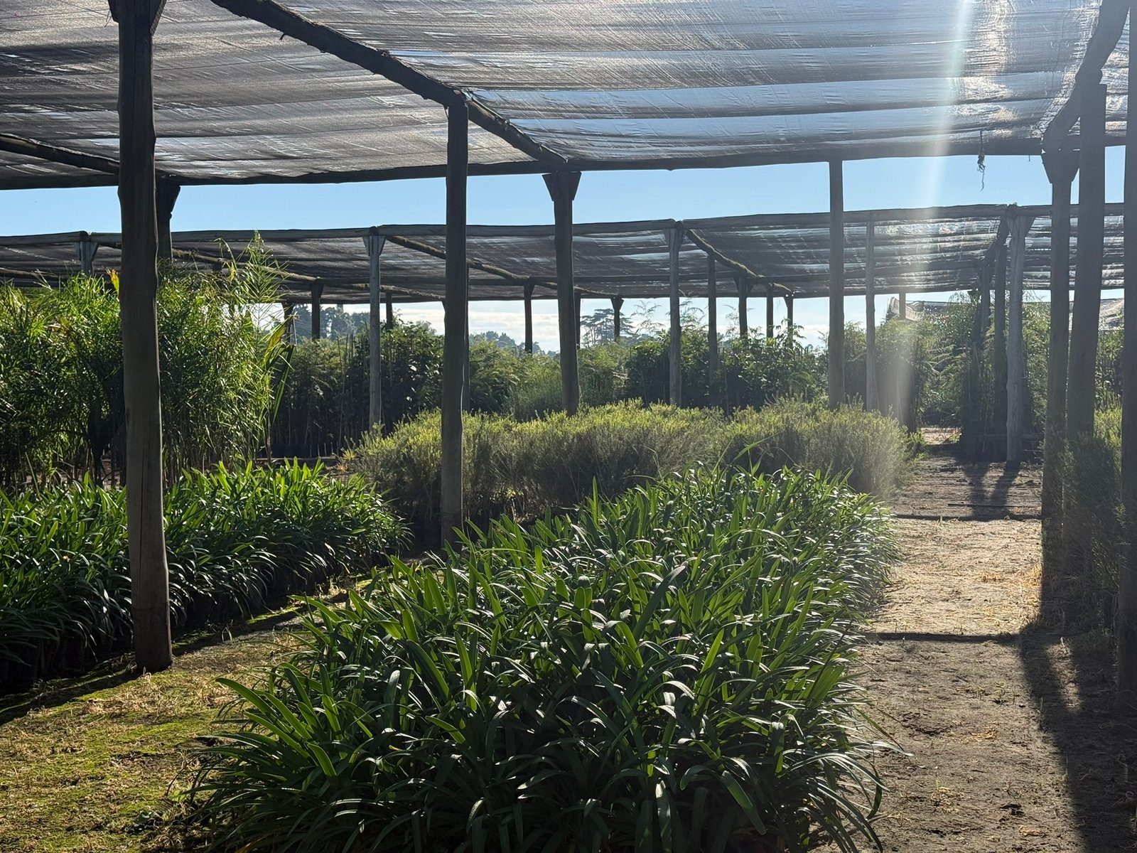 Vivero El Pampero
